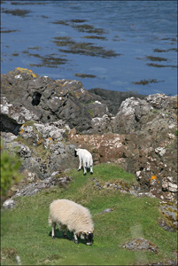 paysage mouton