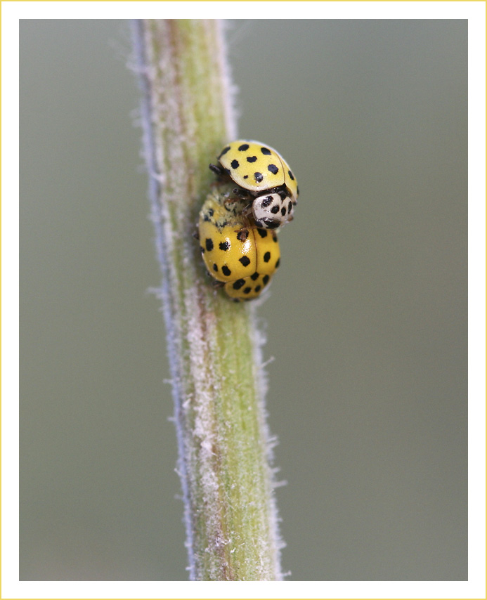 jaune2_2