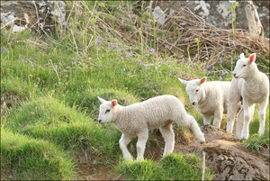 petits moutons